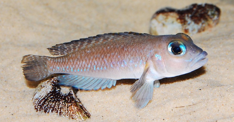 Lamprologus sp. 'ornatipinnis zambia'